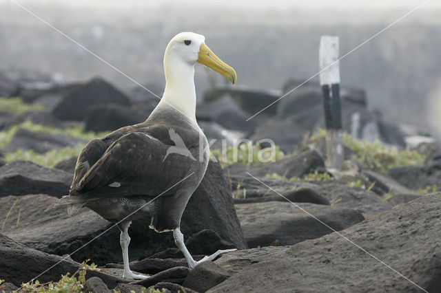 Waved albatross (Phoebastria irrorata)