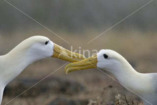 Galapagos albatros (Phoebastria irrorata)