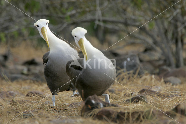 Waved albatross (Phoebastria irrorata)