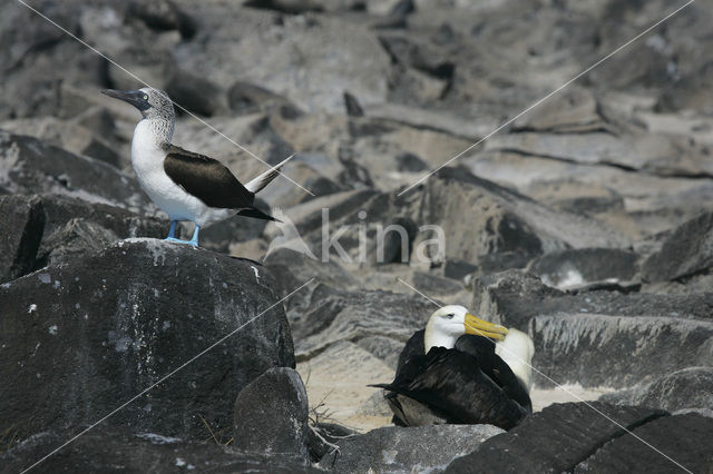 Galapagos albatros (Phoebastria irrorata)