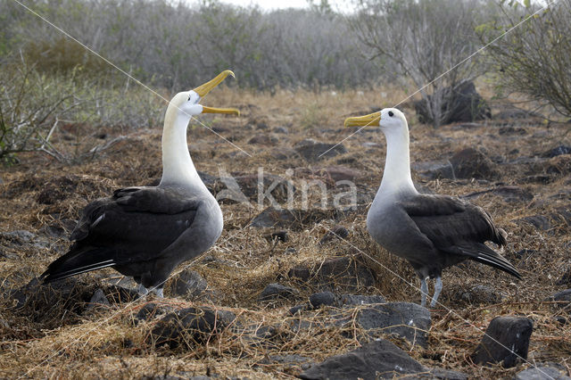 Galapagos albatros (Phoebastria irrorata)