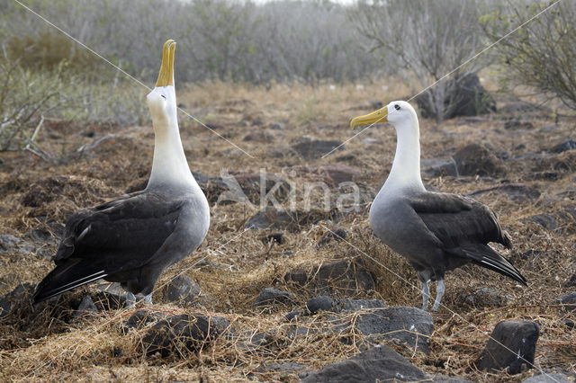 Waved albatross (Phoebastria irrorata)