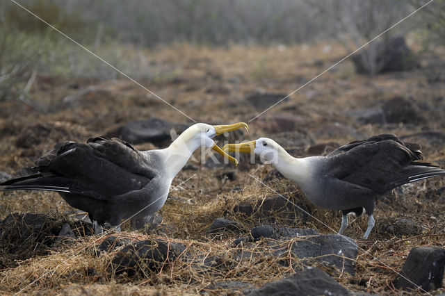 Galapagos albatros (Phoebastria irrorata)