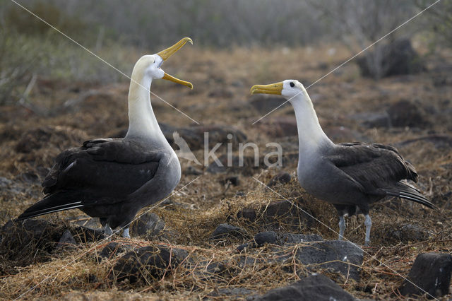 Galapagos albatros (Phoebastria irrorata)