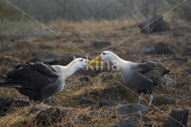 Galapagos albatros (Phoebastria irrorata)