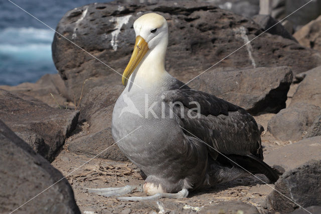 Waved albatross (Phoebastria irrorata)