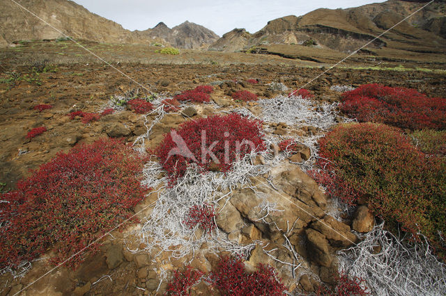 Galapagos Carpetweed (Sesuvium edmonstonei)