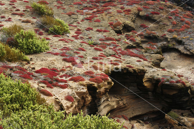 Galapagos Carpetweed (Sesuvium edmonstonei)