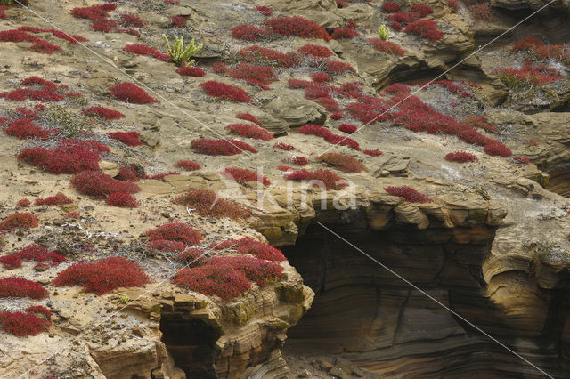 Galapagos Carpetweed (Sesuvium edmonstonei)