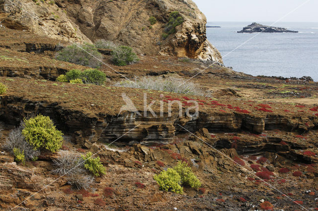 Galapagos Carpetweed (Sesuvium edmonstonei)