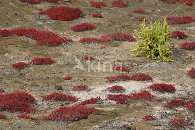Galapagos Carpetweed (Sesuvium edmonstonei)