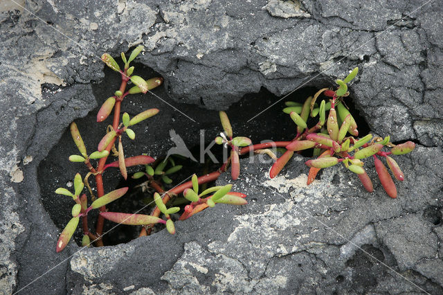 Galapagos Carpetweed (Sesuvium edmonstonei)