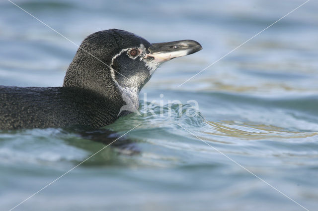 Galapagos pinguin (Spheniscus mendiculus)
