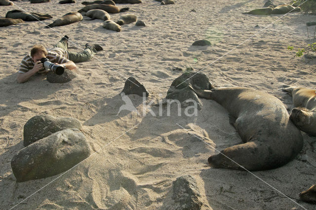 Galapagos zeeleeuw (Zalophus wollebaeki)