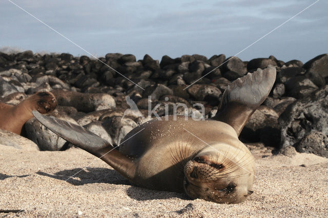 Galapagos zeeleeuw (Zalophus wollebaeki)