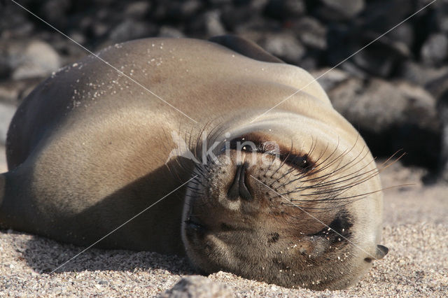 Galapagos zeeleeuw (Zalophus wollebaeki)