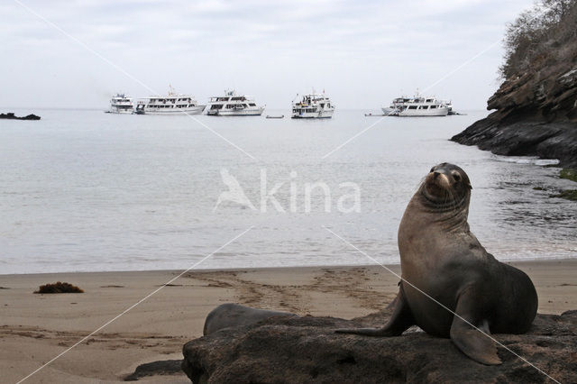 Galapagos zeeleeuw (Zalophus wollebaeki)