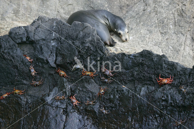 Galapagos zeeleeuw (Zalophus wollebaeki)