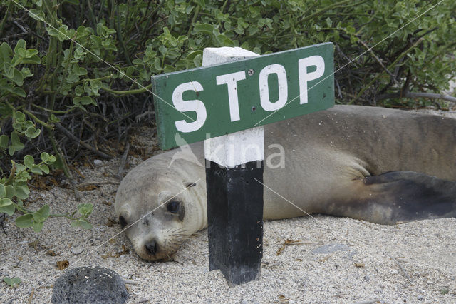 Galapagos Sea Lion (Zalophus wollebaeki)