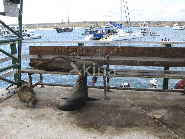 Galapagos zeeleeuw (Zalophus wollebaeki)