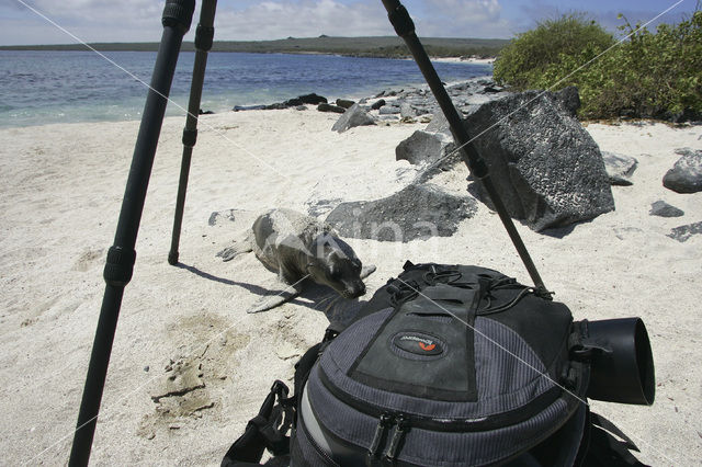 Galapagos zeeleeuw (Zalophus wollebaeki)