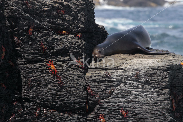 Galapagos Sea Lion (Zalophus wollebaeki)