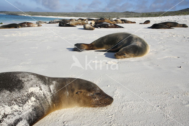 Galapagos zeeleeuw (Zalophus wollebaeki)