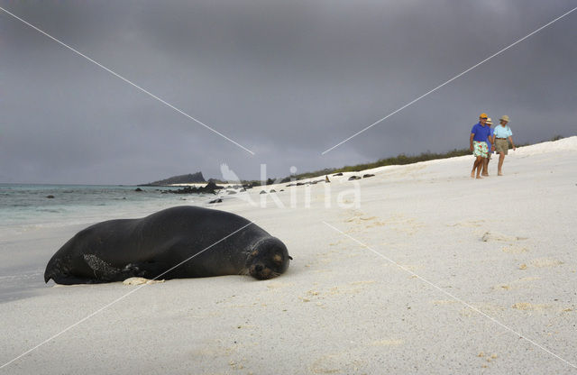 Galapagos zeeleeuw (Zalophus wollebaeki)