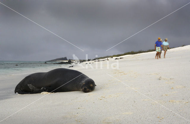 Galapagos Sea Lion (Zalophus wollebaeki)