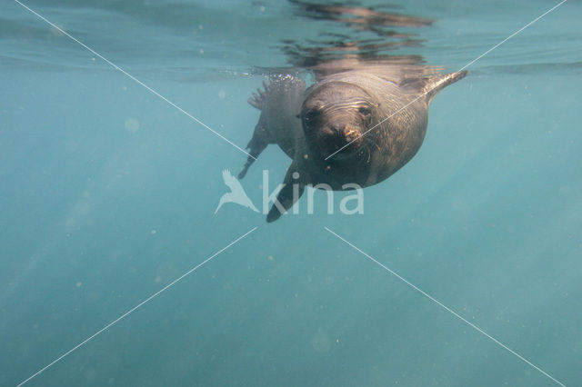 Galapagos zeeleeuw (Zalophus wollebaeki)