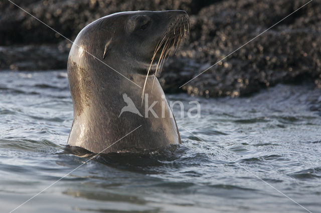 Galapagos zeeleeuw (Zalophus wollebaeki)