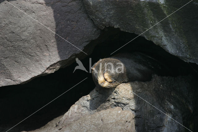 Galapagos zeeleeuw (Zalophus wollebaeki)