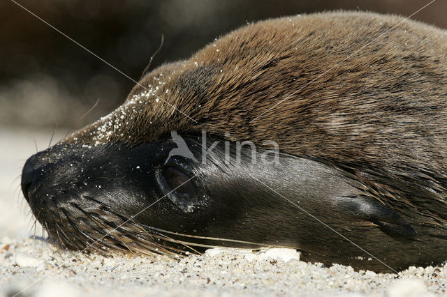 Galapagos zeeleeuw (Zalophus wollebaeki)