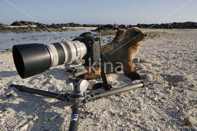 Galapagos zeeleeuw (Zalophus wollebaeki)