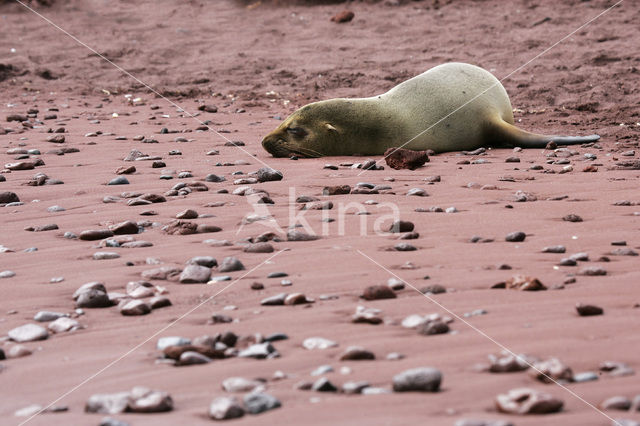 Galapagos Sea Lion (Zalophus wollebaeki)