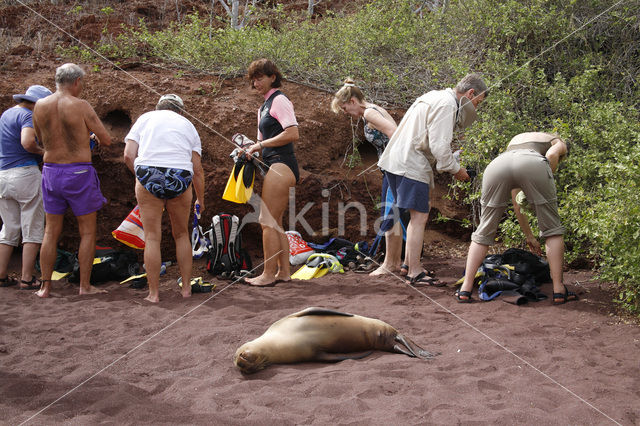 Galapagos Sea Lion (Zalophus wollebaeki)