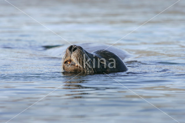 Galapagos zeeleeuw (Zalophus wollebaeki)