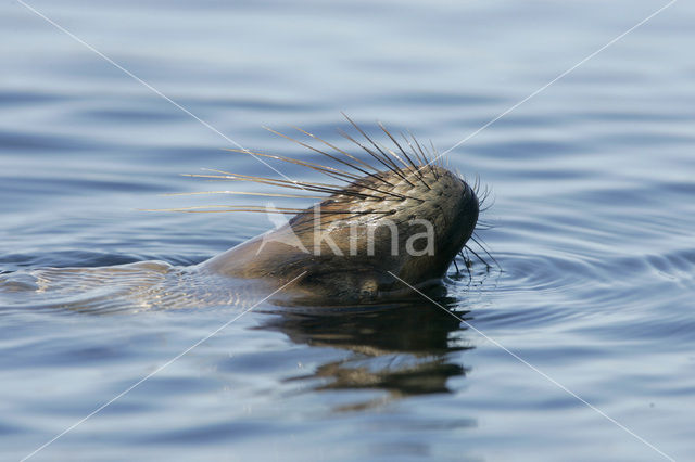 Galapagos zeeleeuw (Zalophus wollebaeki)