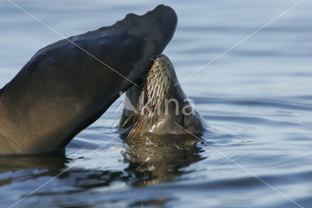 Galapagos zeeleeuw (Zalophus wollebaeki)