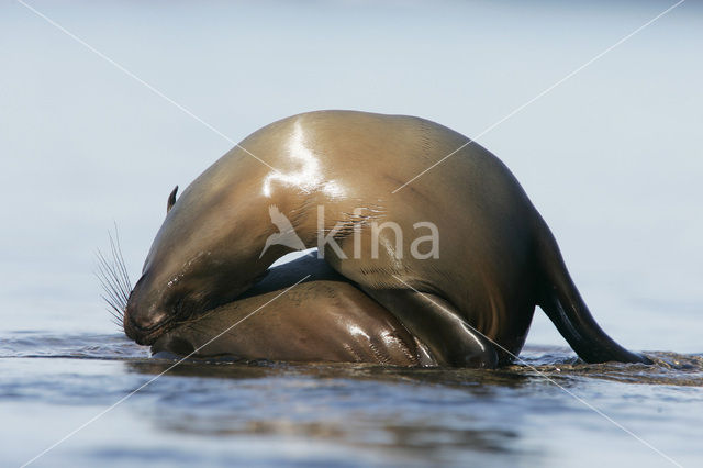 Galapagos zeeleeuw (Zalophus wollebaeki)