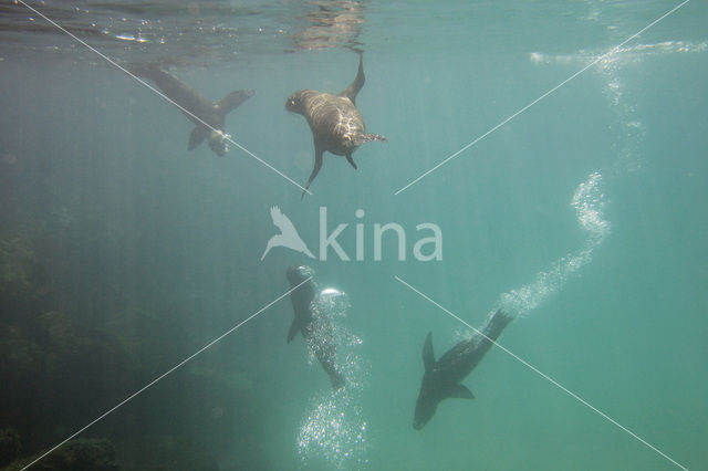 Galapagos Sea Lion (Zalophus wollebaeki)