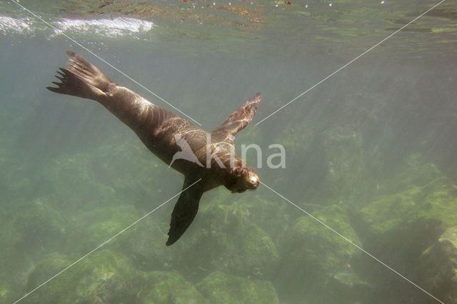 Galapagos zeeleeuw (Zalophus wollebaeki)