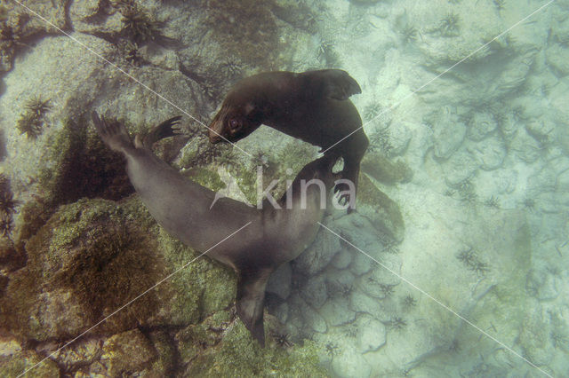 Galapagos zeeleeuw (Zalophus wollebaeki)