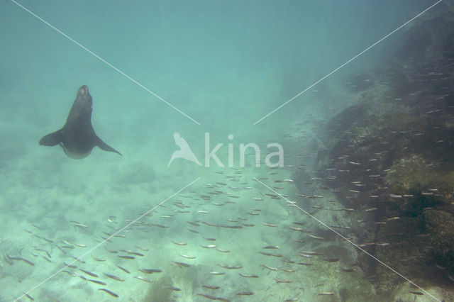 Galapagos zeeleeuw (Zalophus wollebaeki)