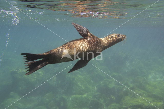 Galapagos zeeleeuw (Zalophus wollebaeki)