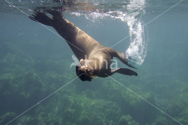 Galapagos zeeleeuw (Zalophus wollebaeki)