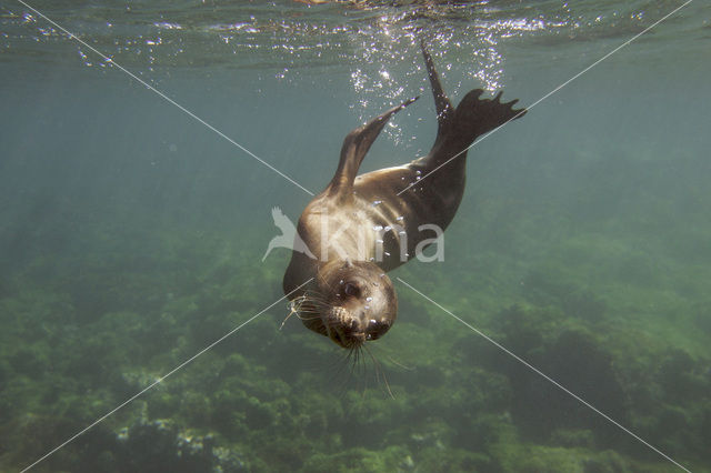 Galapagos zeeleeuw (Zalophus wollebaeki)