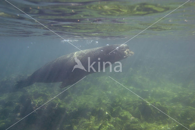 Galapagos zeeleeuw (Zalophus wollebaeki)