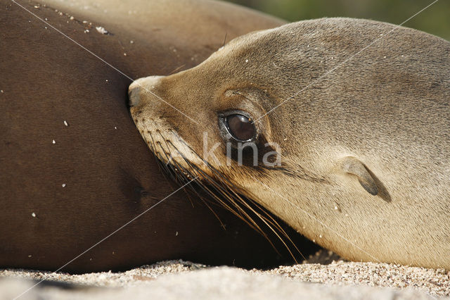 Galapagos Sea Lion (Zalophus wollebaeki)