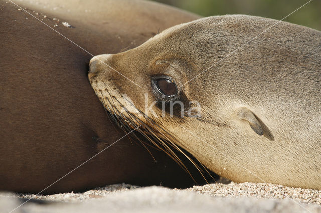 Galapagos zeeleeuw (Zalophus wollebaeki)